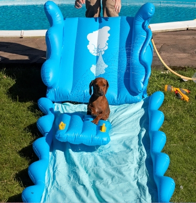 Wheeeeeee
Palabras clave: Remy Miniature Daschund water slide