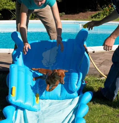 Whoops
Schlüsselwörter: Remy Miniature Daschund water slide