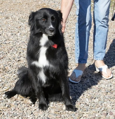 Don't I look handsome
Barney after his return from the hairdressers.  He stayed brushed and clean for all of about 5 minutes.  First stop - the stream!
Ключові слова: Barney Collie X