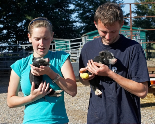 Double cute
Ključne besede: Julita Grzegorz Berkshire pig piglet