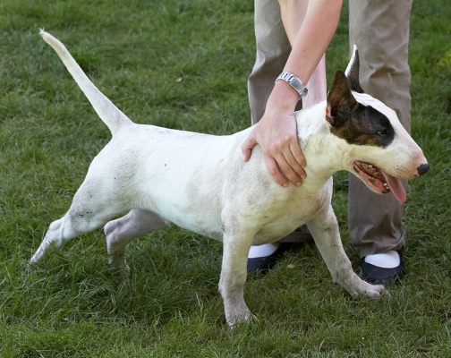 Ooh, yes, rub there
Mana at nearly 5 months old
Ключові слова: Mana English Bull Terrier puppy