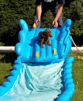 Is this safe?
Schlüsselwörter: Remy Miniature Daschund water slide