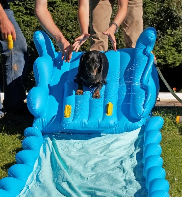 Here I go
Ключевые слова: Louis Miniature Daschund water slide