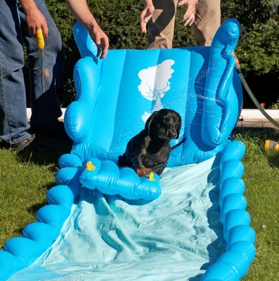 I'm not sure about this
Palabras clave: Louis Miniature Daschund water slide