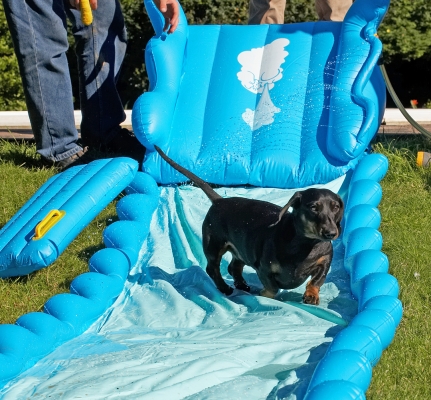 Phew, that was close
Keywords: Louis Miniature Daschund water slide