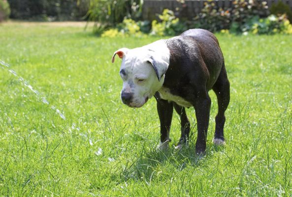 Now, what do I do with this?
Ključne besede: Kess Staffordshire Bull Terrier