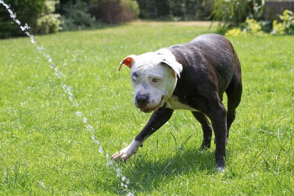 OK, I'm getting ready
Keywords: Kess Staffordshire Bull Terrier