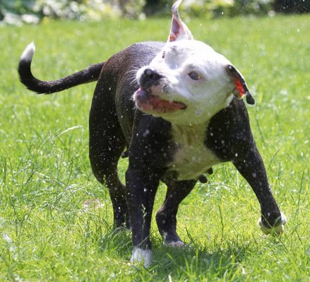 Yep, I'm still chasing the water
Keywords: Kess Staffordshire Bull Terrier