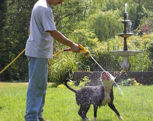 This beats lapping water out of a bowl
Ključne besede: Kess Staffordshire Bull Terrier