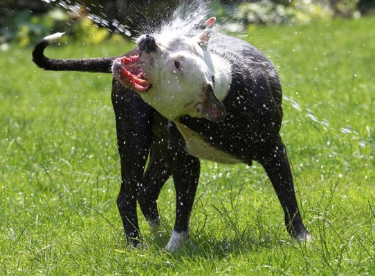 Darn, missed again
Λέξεις-κλειδιά: Kess Staffordshire Bull Terrier