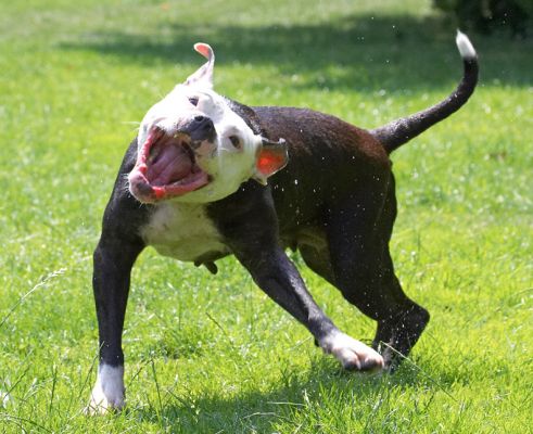 Mouth open, OK squirt water
Ключови думи: Kess Staffordshire Bull Terrier