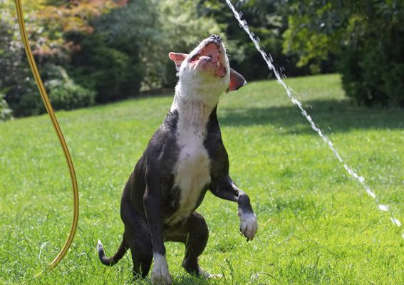 The lengths a girl has to go to get a drink of water!
Ключові слова: Kess Staffordshire Bull Terrier