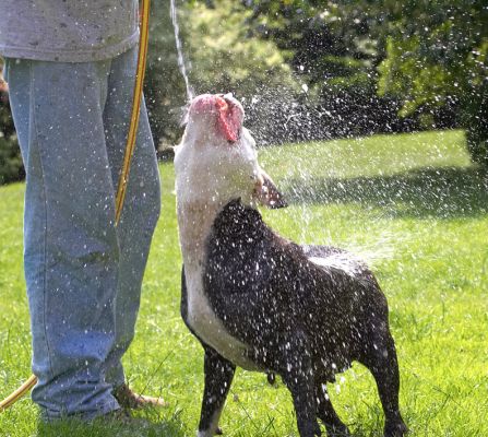 Yessssss!!
Schlüsselwörter: Kess Staffordshire Bull Terrier