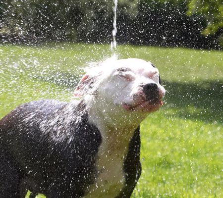 Loving this outdoor shower
Anahtar kelimeler: Kess Staffordshire Bull Terrier