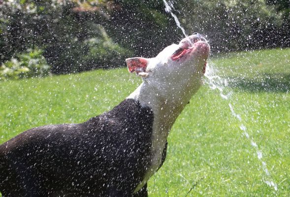 Practice makes perfect
Keywords: Kess Staffordshire Bull Terrier