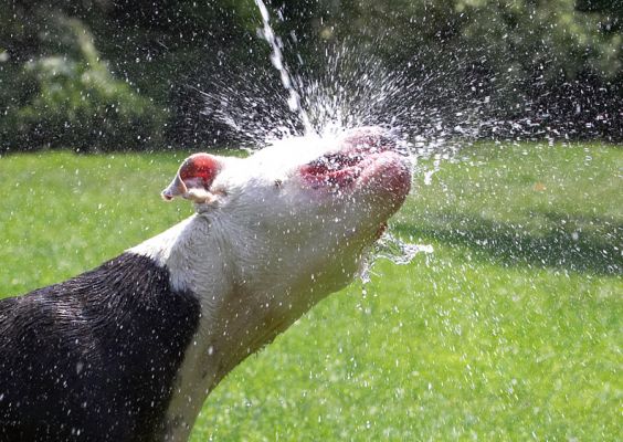Keep it coming
Trefwoorden: Kess Staffordshire Bull Terrier
