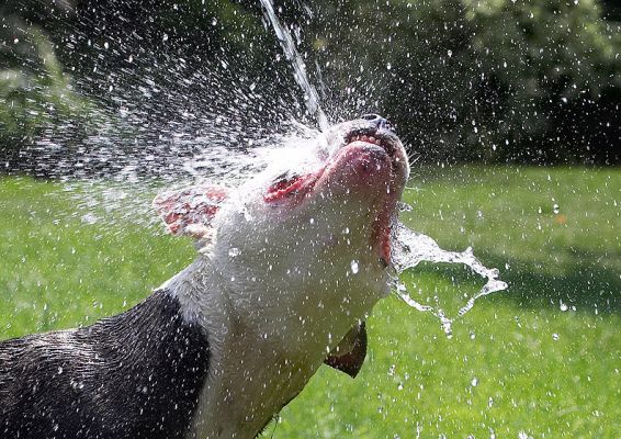 I'm really getting the hang of this
Keywords: Kess Staffordshire Bull Terrier