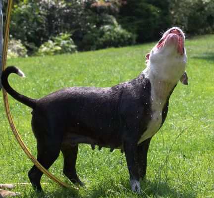Hey, I'm not finished yet!
Ključne besede: Kess Staffordshire Bull Terrier