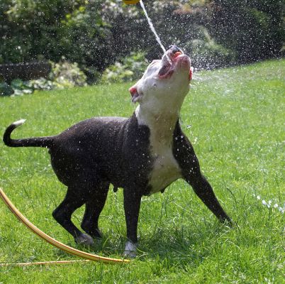 Perfect shot
الكلمات الإستدلالية(لتسهيل البحث): Kess Staffordshire Bull Terrier