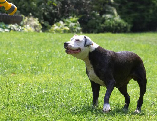 OK, I'm in position, hit it!
Keywords: Kess Staffordshire Bull Terrier