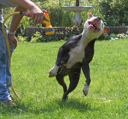 Look at me, the ballet dancer
Keywords: Kess Staffordshire Bull Terrier