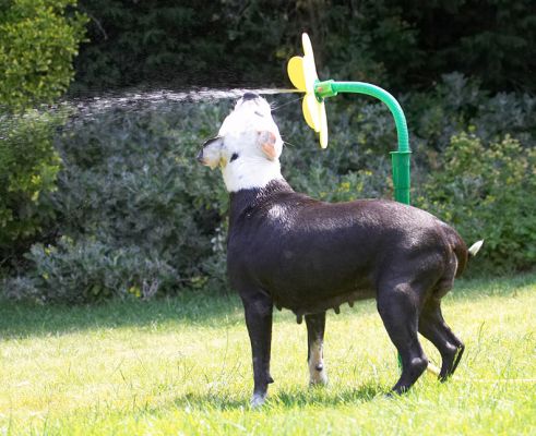 Just the right height
Palabras clave: Kess Staffordshire Bull Terrier daisy
