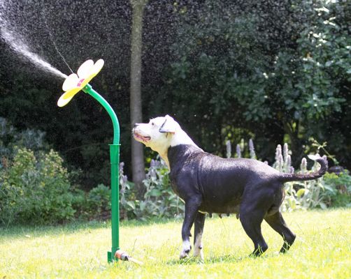Hey, I'm over here!
Keywords: Kess Staffordshire Bull Terrier daisy