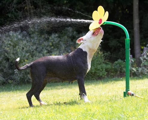 Where'd the water go?
Schlüsselwörter: Kess Staffordshire Bull Terrier daisy