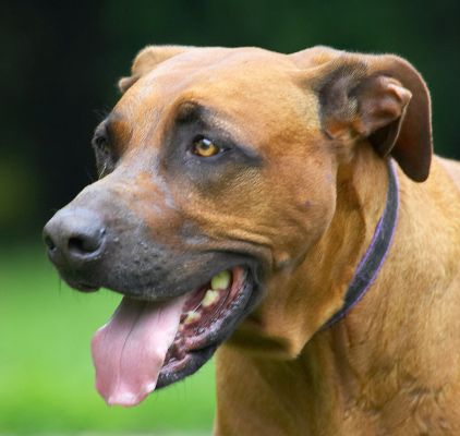 Boy, it's hot today
Anahtar kelimeler: Nymal Rhodesian Ridgeback tongue