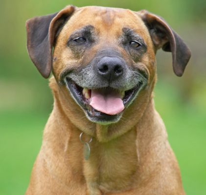 Don't I have a cute smile!
Schlüsselwörter: Hingi Rhodesian Ridgeback tongue