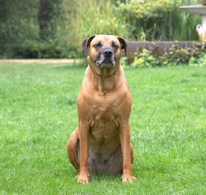 What's 'appening then?
Palabras clave: Hingi Rhodesian Ridgeback