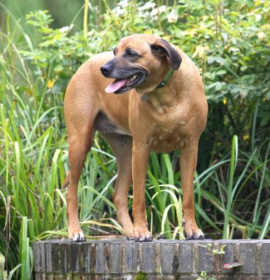 Just surveying my domain
Anahtar kelimeler: Hingi Rhodesian Ridgeback