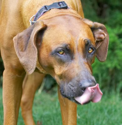 Yummmmm
Keywords: Nymal Rhodesian Ridgeback tongue