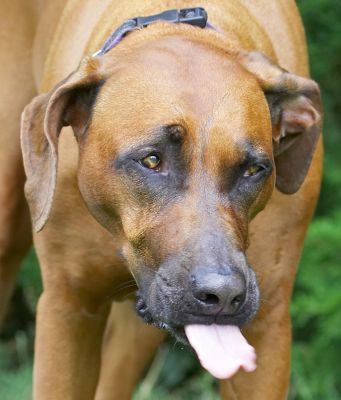 Just enjoying my mid-day snack
Keywords: Nymal Rhodesian Ridgeback tongue