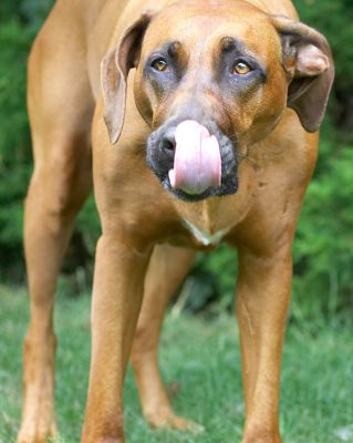 Wow, look how far I can stretch my tongue
Słowa kluczowe: Nymal Rhodesian Ridgeback tongue