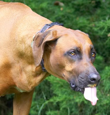 I am enjoying this, honest
Ключевые слова: Nymal Rhodesian Ridgeback tongue