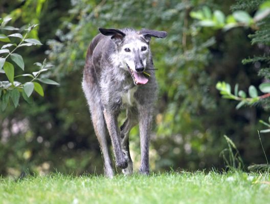 I just love a good run
Anahtar kelimeler: Merlin Lurcher