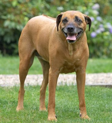 Look, it's too hot to run after balls today
Anahtar kelimeler: Nymal Rhodesian Ridgeback tongue