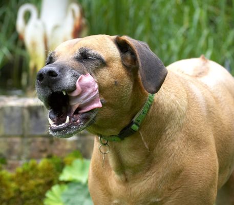 This is soooooo yummy
Schlüsselwörter: Hingi Rhodesian Ridgeback tongue
