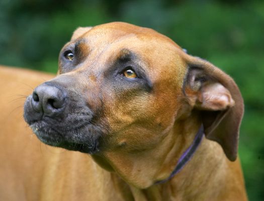 Is there more?
Ключові слова: Nymal Rhodesian Ridgeback