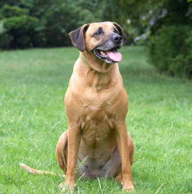 I'm quite happy just sitting here
Palabras clave: Hingi Rhodesian Ridgeback tongue