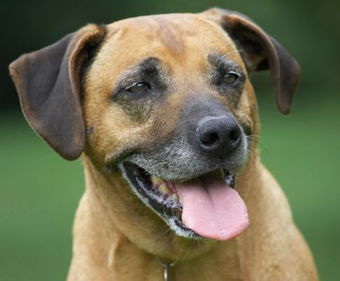 Yeah, come in for the close up; I'm ready
Palabras Clave: Hingi Rhodesian Ridgeback tongue