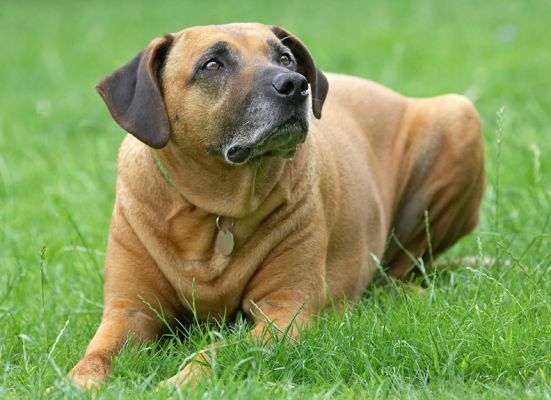Well, I kinda got tired of sitting
Trefwoorden: Hingi Rhodesian Ridgeback