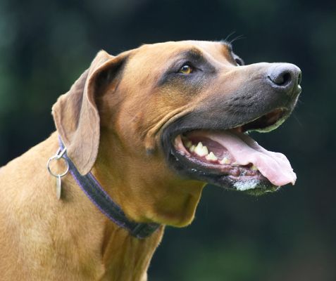I'm interested in that cookie you got in your hand
Mots-clés: Nymal Rhodesian Ridgeback tongue