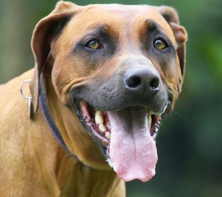 Aren't I handsome
Anahtar kelimeler: Nymal Rhodesian Ridgeback tongue