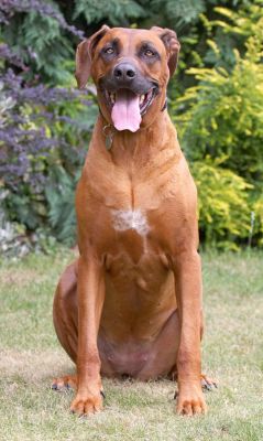 Look, I can sit just like Hingi
Schlüsselwörter: Nymal Rhodesian Ridgeback tongue