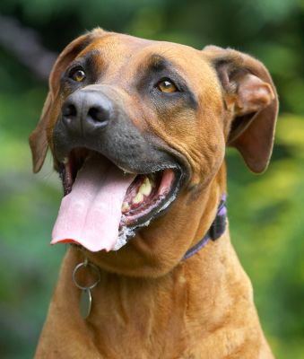 Ah, cookie.  Give, give give
Anahtar kelimeler: Nymal Rhodesian Ridgeback tongue