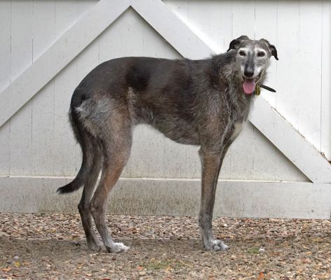 Is it time to go home yet?
Palabras clave: Merlin Lurcher