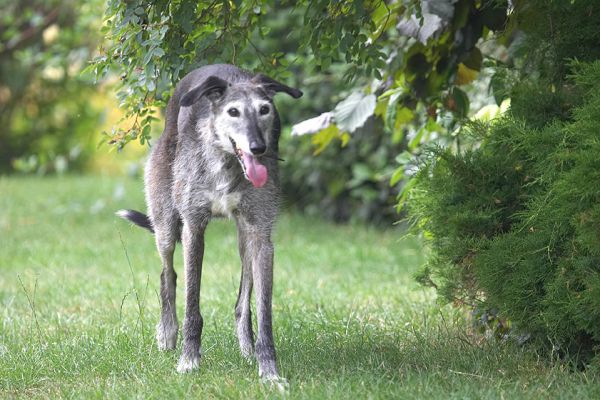 It's so hot, I'm trying to stay in the shade
Keywords: Merlin Lurcher