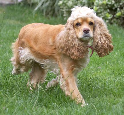 Now, what's going on over there?
Anahtar kelimeler: Alicia American Cocker Spaniel
